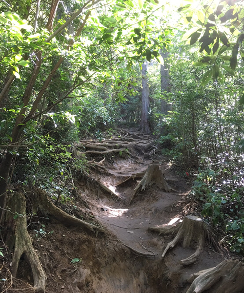 御岩山の参道