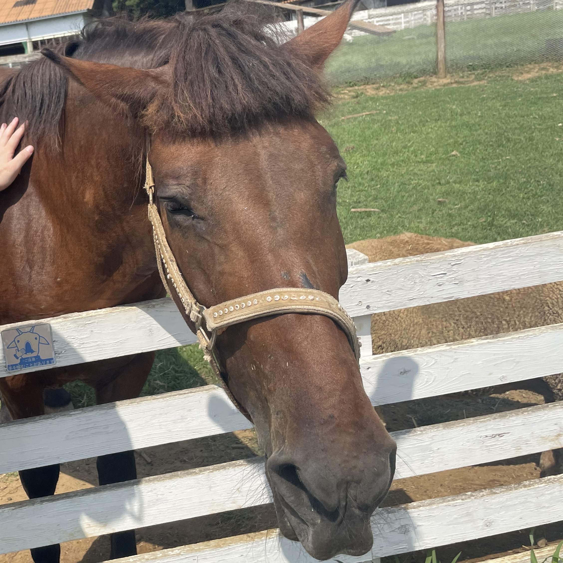 あけましておめでとうございます